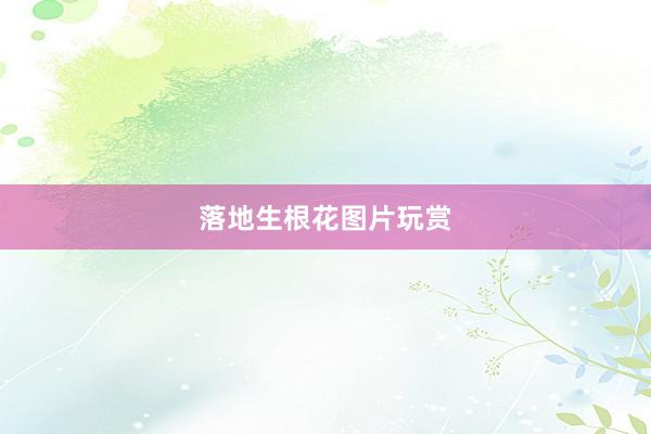 落地生根花图片玩赏